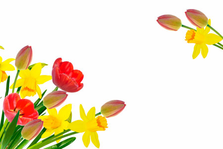 Bright colorful spring flowers of daffodils and tulips isolated on white background.の写真素材