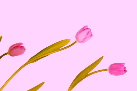 bouquet nature. Beautiful tulip flowers on light backgroundの写真素材