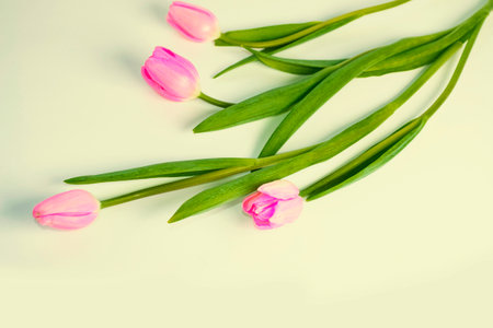 bouquet nature. Beautiful tulip flowers on colorful backgroundの写真素材