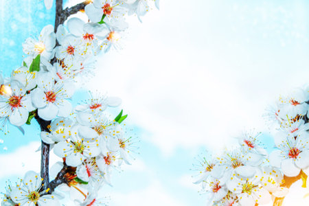 nature. Blossoming branch cherry. Bright colorful spring flowersの写真素材