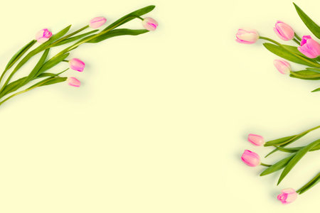 bouquet nature. Beautiful tulip flowers on colorful backgroundの写真素材