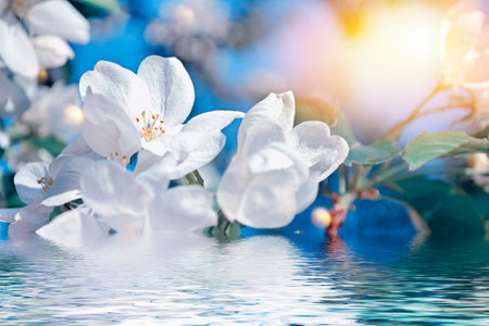 Blurred. Blossoming branch apple. Bright colorful spring flowers. Beautiful nature sceneの写真素材