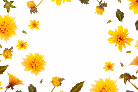 Colorful bright flower dahlia isolated on white background. nature. Floral natural composition.の写真素材