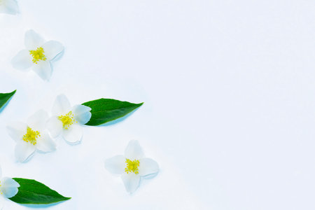 White Jasmine flowers pattern top view, flat lay. delicate spring flowers. natureの写真素材