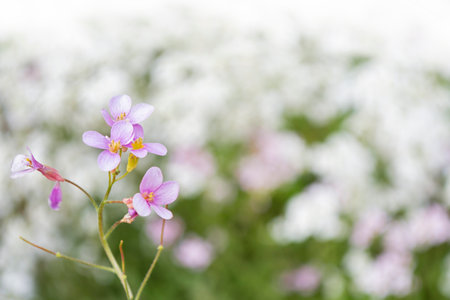Blooming arabis flower in the spring garden. Natureの写真素材