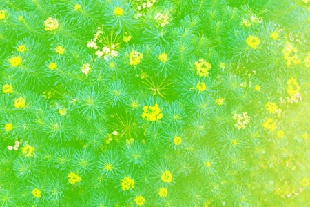 Abstract summer floral nature background. meadow blooming. nature