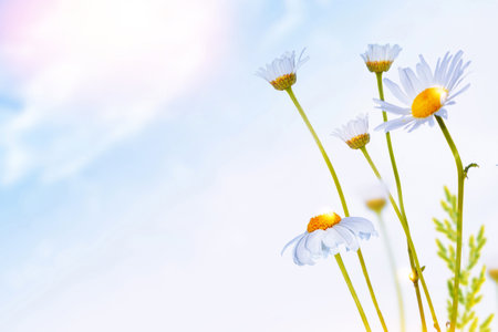 White bright daisy flowers on a background of the summer landscape. Wildflowers outdoorsの写真素材
