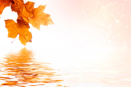 autumn landscape with bright colorful leaves. Indian summer. foliageの写真素材