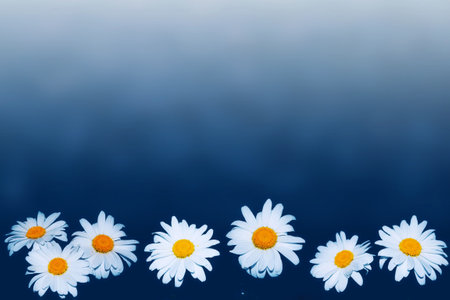 White bright daisy flowers on a background of the summer landscape. Wildflowers outdoorsの写真素材