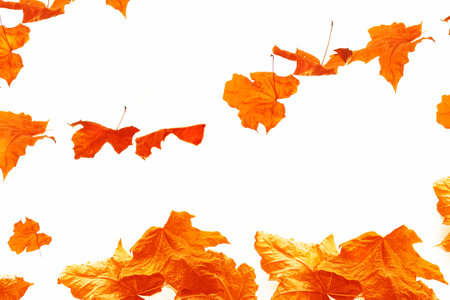 autumn landscape with bright colorful leaves. Indian summer. foliageの写真素材