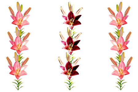 Bright lily flowers isolated on white background. natureの写真素材