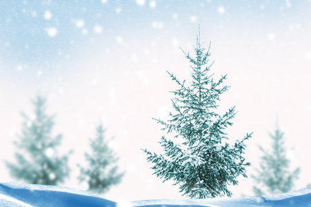 Landscapes. Frozen winter forest with snow covered trees. outdoorの写真素材