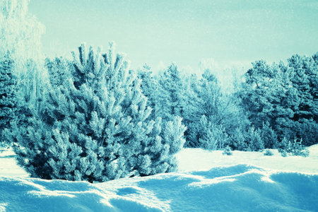Landscapes. Frozen winter forest with snow covered trees. outdoorの写真素材