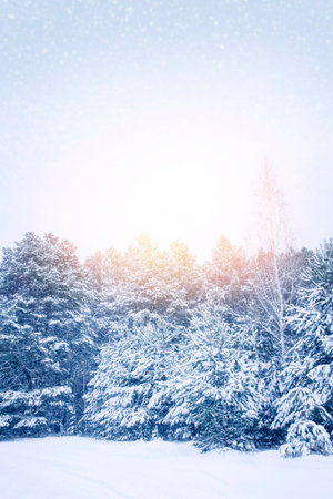 Landscapes. Frozen winter forest with snow covered trees. outdoor. landscapeの写真素材