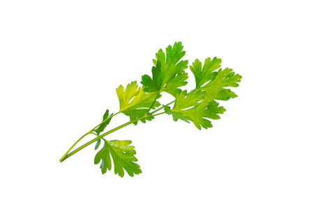 Flat lay. Parsley herb isolated on white background. Parsley leaf top view.の写真素材