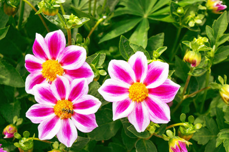Colorful dahlia flowers on a background of the autumn landscape. meadow blooming. natureの写真素材