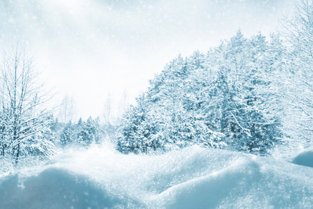 Landscapes. Frozen winter forest with snow covered trees. outdoor. landscapeの写真素材