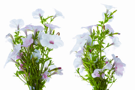 beautiful petunia flower isolated on white background. nature.の写真素材