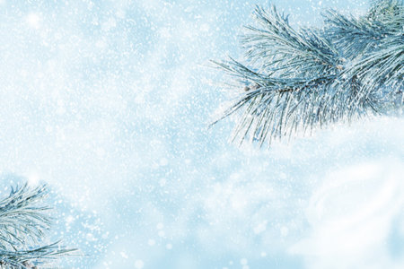 New Years Eve. Frozen winter forest with snow covered trees. Coniferous spruce branch. outdoorの写真素材