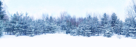 Landscapes. Frozen winter forest with snow covered trees. outdoor. landscapeの写真素材