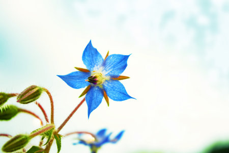White bright daisy flowers on a background of the summer landscape. Wildflowers outdoorsの写真素材