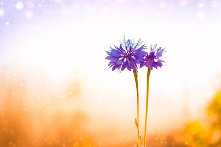 Blue flowers of cornflowers. floral abstract background. Centaurea cyanus.の写真素材
