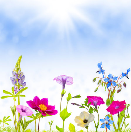 flower arrangement. Colorful flowers on a background of the autumn landscape. meadow blooming. natureの写真素材