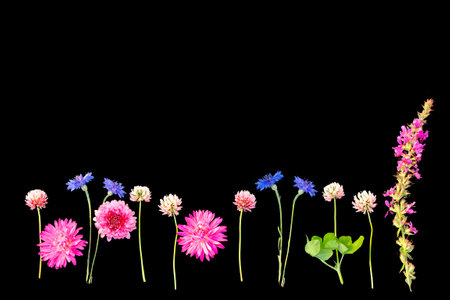 summer wild flowers on black background. flower arrangement.の写真素材