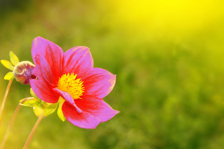 Colorful dahlia flowers on a background of the autumn landscape. meadow blooming. natureの写真素材
