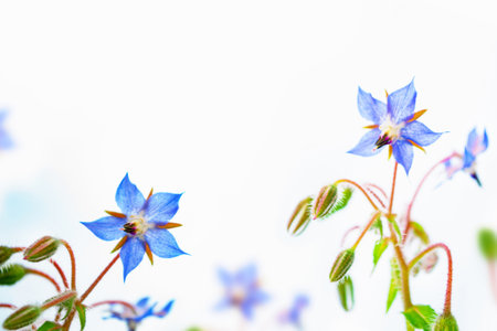 White bright daisy flowers on a background of the summer landscape. Wildflowers outdoorsの写真素材