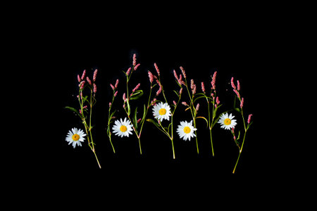 Natural pattern. summer wild flowers on black fabric. background. flower arrangement.の写真素材