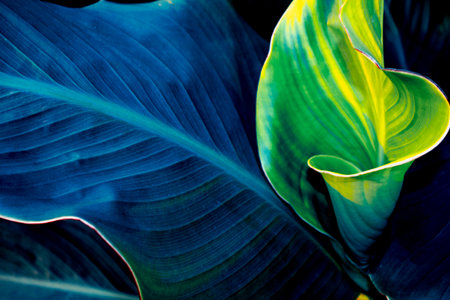 Leaves of exotic tropical flower canna closeup. natural background. Nature.