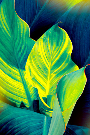 Leaves of exotic tropical flower canna closeup. natural background. Nature.