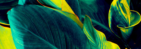 Leaves of exotic tropical flower canna closeup. natural background. Nature.