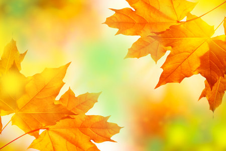maple. autumn landscape with bright colorful leaves. Indian summer. foliageの写真素材