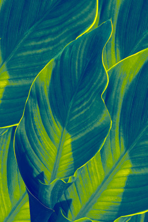 Leaves of exotic tropical flower canna closeup. natural background. Nature.