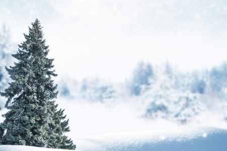 Landscapes. Frozen winter forest with snow covered trees. outdoor. landscapeの写真素材