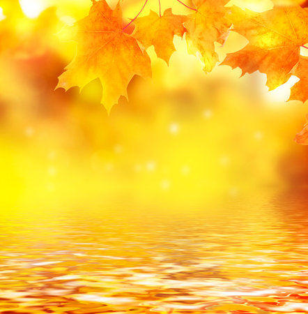 maple. autumn landscape with bright colorful leaves. Indian summer. foliageの写真素材