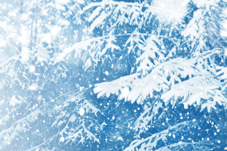 Landscapes. Frozen winter forest with snow covered trees. outdoor. landscapeの写真素材
