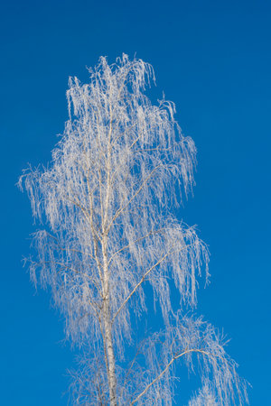 Single birch tree against the blue sky. Frozen winter forest with snow covered trees. outdoor. landscapeの写真素材