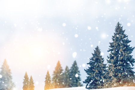Landscapes. Frozen winter forest with snow covered trees. outdoor. landscapeの写真素材