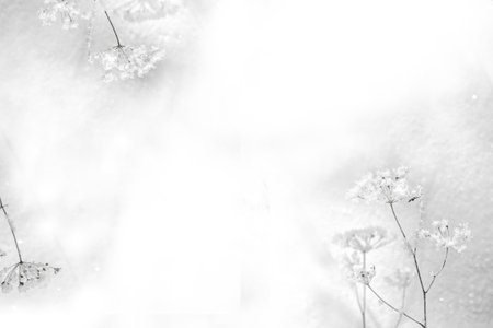 Blurred frozen grass. Winter abstract background. Landscape. outdoorの写真素材