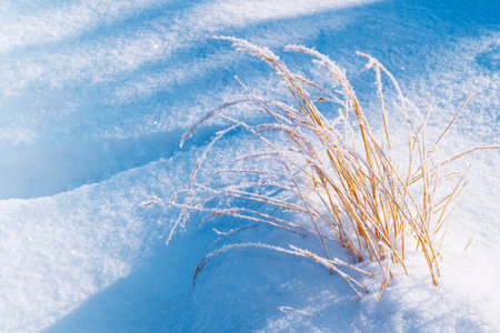 Blurred frozen grass. Winter abstract background. Landscape. outdoorの写真素材