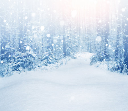 Landscapes. Frozen winter forest with snow covered trees. outdoor. landscapeの写真素材