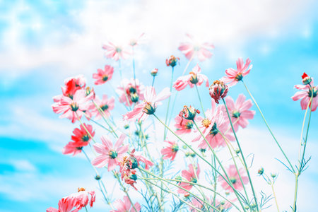 Colorful cosmos flowers on a background of summer landscape. natureの写真素材