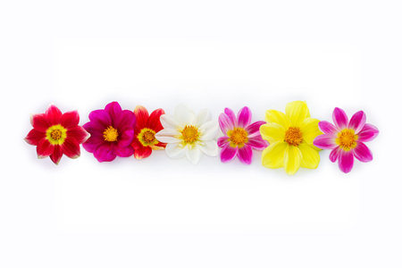 Colorful bright flower dahlia isolated on white background. natureの写真素材