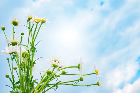 chamomile. White bright daisy flowers on a background of the summer landscape. Wildflowers outdoorsの写真素材
