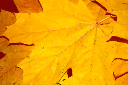 maple. autumn landscape with bright colorful leaves. Indian summer. foliage