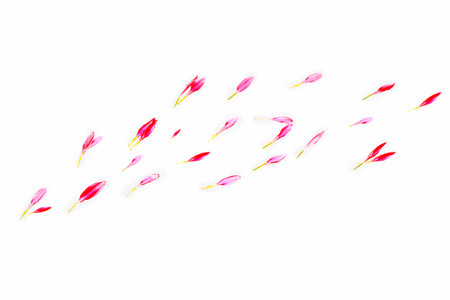 Bright pink chrysanthemum petals. Natural floral background. Natureの写真素材