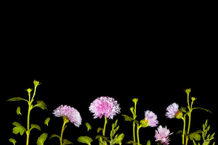 black background. floral frame chrysanthemum flower. Beautiful flowers composition. natureの写真素材